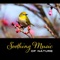 Anti Stress Music - Nature Music Sanctuary lyrics