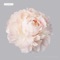 Sweet Disposition - SEAWAVES lyrics
