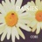 Daisies