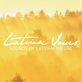 Latvian Voices - Zvīdzi, Zvīdzi