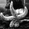 Starfishes