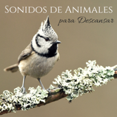 Sonidos de Animales para Descansar - Mente en Blanco para Pensar y Dormir Profundamente - Sonidos de la Naturaleza Star