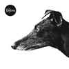 Canine - Single