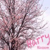 Blossom - Single