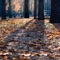 Autumn Leaves - Jiří Horák lyrics