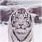 Izzy Bizu (White Tiger) [Kovu Remix] artwork