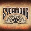 Sycamore - Single