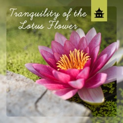 Album Tranquility Of The Lotus Flower Chinese Meditation Peaceful