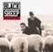 Strobelite Honey - Black Sheep lyrics