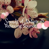 Sounds of Nature & Relaxing Sounds of Nature artwork