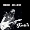 Perros, Collares - Single