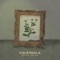 Caléndula - Monte Casino lyrics