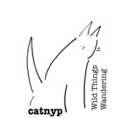 Catnyp - Wild Things Wandering