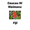 Caucau Ni Waimanu Fiji - Caucau Ni Waimanu Fiji