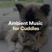 Kitten Ambient artwork