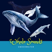 Amazing Whale Sounds Underwater artwork