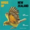 Sooty Shearwater ( [Titi] - Birds of New Zealand lyrics