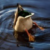 Canard - Single