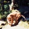 Clavicles - I Am Oak lyrics