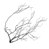 Branches artwork