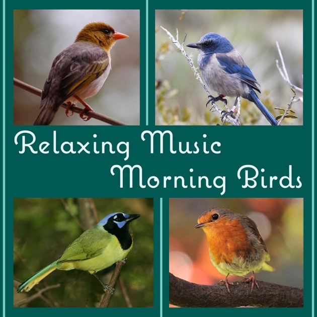 relaxing music morning birds songs peaceful afternoon in relaxing music morning birds songs peaceful afternoon in