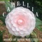 The Shivers - Camellia lyrics