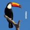 Toucan - Cadenza lyrics