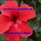 Sunny - George A. Johnson Jr lyrics