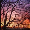 Macroform - Pines