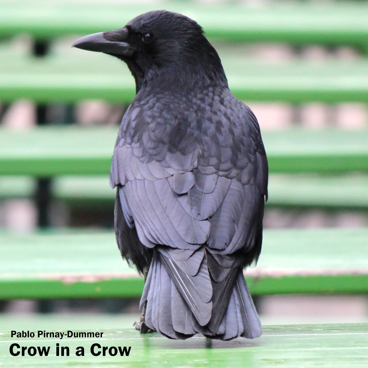 Crow listen