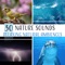 Echoes of Sirens & Northern Sea - Relaxing Distraction Therapy Zone lyrics