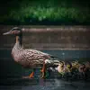 Stream & download Relaxation with Animal Sounds of Chickens and Ducks - Single