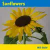 Stream & download Sunflowers - Single