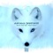Animal Instinct (feat. Madd Angler) - Alaska Redd lyrics