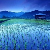 Rice Fields artwork