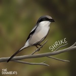 Shrike by The Downbeats