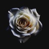 Roses - Single