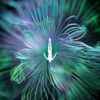 Five Phases - Reflected Wisdom - Single