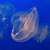 Slowdonia - Balsamo