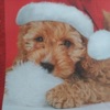 Can't Ya Santa - Single