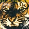 Eye of the Tiger cover