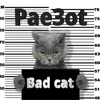 Bad Cat - Single