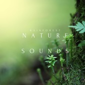 Rainforest - Nature Sounds - EP artwork