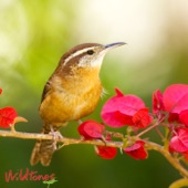 Wildtones - Bird Calls and Bird Songs - Northern Cardinal Bird Call and Song