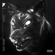 The Wolf - Fatum