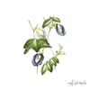 Kisses Under Butterflies - Single