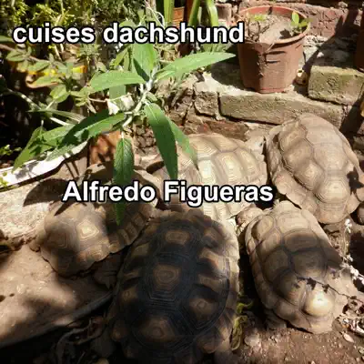 Cuises Dachshund - Alfredo Figueras