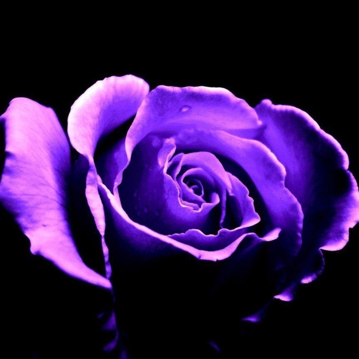 Purple rose