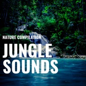 Nature Compilation - Jungle Sounds artwork