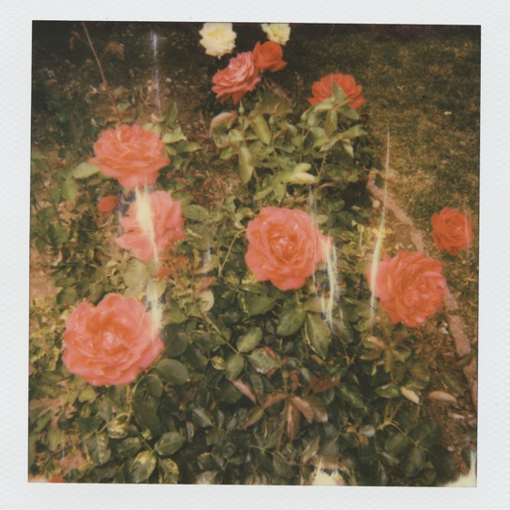 Cover artwork for i'll die anyway.